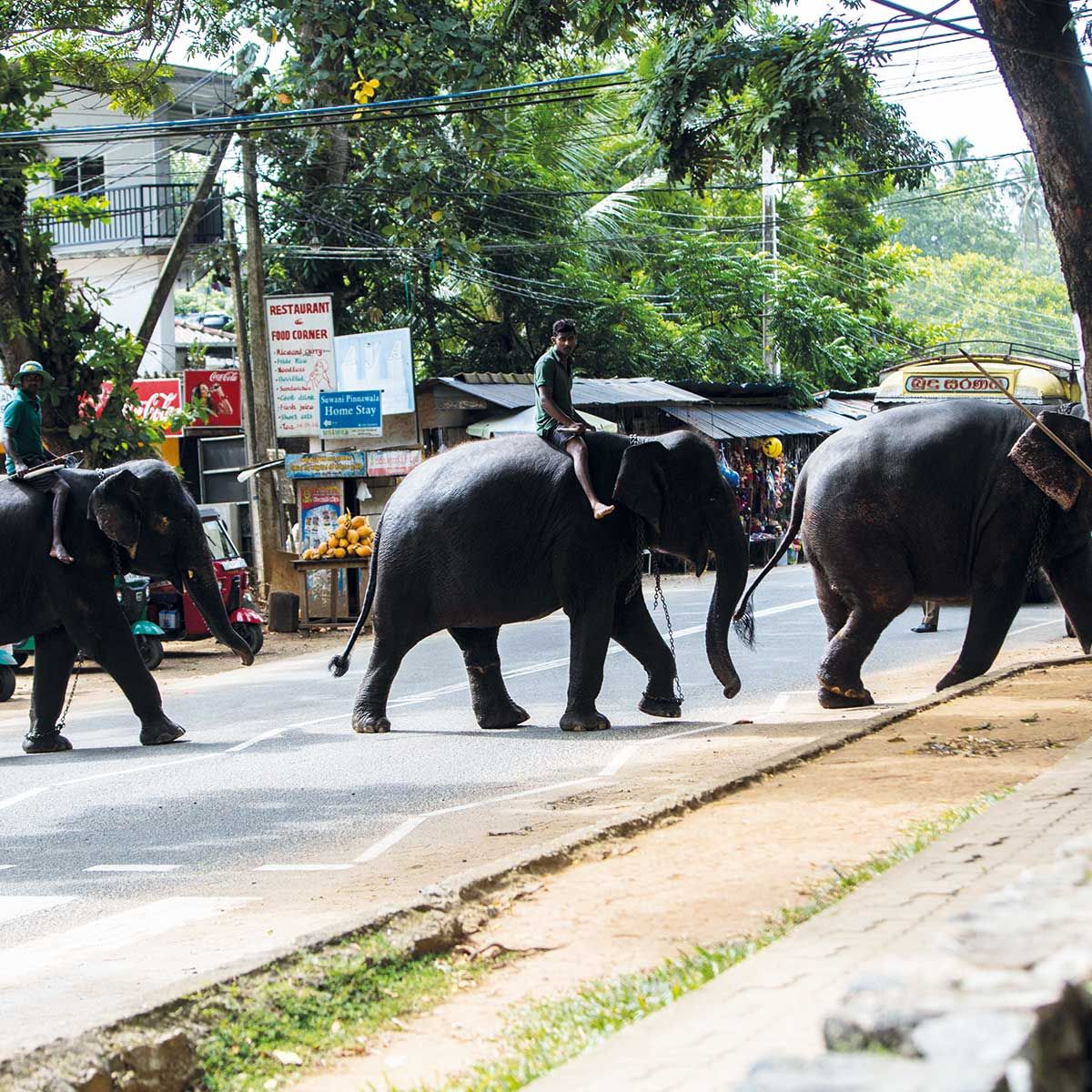 Bild: Elefanten kreuzen Straße in Indien